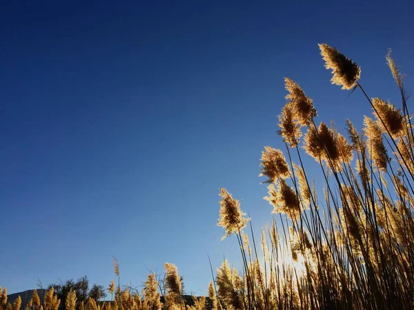 Tall pampas (Cortaderia) grass in a field on the background of the setting sun and blue sky. Bright Sunny summer photo. Golden ears of grass swaying in the wind backlite in the sun in Magna, Wasatch Front, Rocky Mountains, Utah, USA — Stock Photo, Image