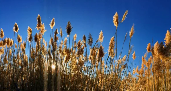 Höga pampas (Cortaderia) gräs i ett fält på bakgrunden av den inställningen sol och blå himmel. Ljusa soliga sommar foto. Gyllene öron av gräs som vajar i den vinden upplyst i solen i Magna, Wasatch Front, klippiga bergen, Utah, Usa — Stockfoto