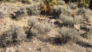 Tuz Gölü Vadisi ve Wasatch ön görünüm çöl sonbahar sonbahar yürüyüş Rose Kanyon sarı çatal, büyük kaya ve Waterfork döngü iz Oquirrh dağlar, Utah, ABD'de dağlarda. 