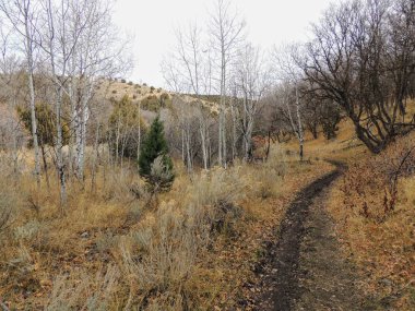 Hiking, bisikleti geç Güz panorama orman sayısı, sarı çatal ve Rose Kanyon Trails ABD'de Tuz Gölü ilçe Utah Wasatch cephesinde Oquirrh dağlarda ağaçlarda aracılığıyla at sırtında rotaları. 