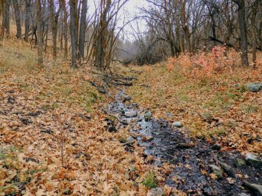Geç Güz orman akışı yakın, hiking, görünümün bisikleti, ata yollar aracılığıyla sarı çatal ağaçlarda ve Rose Kanyon yollar ABD'de Tuz Gölü ilçe Utah Wasatch cephesinde Oquirrh dağlarında. 