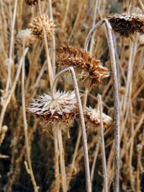 Thistle ot, Misk (otu nutans) veya solmuş viski (Onopordum, acanthium) sonbaharda ve kuru, ölü, makro görünümü, sarı çatal ve Rose Kanyon, Wasatch açık Utah, Salt Lake County, ABD boyunca Oquirrh dağlar kadar yakın. 