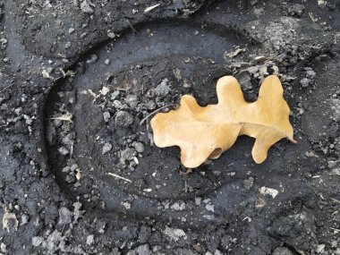Bir at, toynak izi yakından, sarı çatal ağaçta aracılığıyla kir ata yollar ve Rose Kanyon yollar ABD'de Tuz Gölü ilçe Utah Wasatch cephesinde Oquirrh dağlarda ayrıntılı.