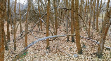 Hiking, bisikleti geç Güz panorama orman sayısı, sarı çatal ve Rose Kanyon Trails ABD'de Tuz Gölü ilçe Utah Wasatch cephesinde Oquirrh dağlarda ağaçlarda aracılığıyla at sırtında rotaları. 