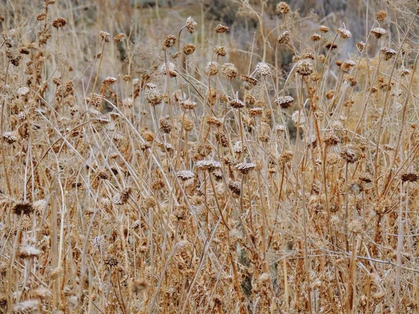 Thistle Misk Otu Nutans Veya Solmuş Viski Onopordum Acanthium Sonbaharda — Stok fotoğraf