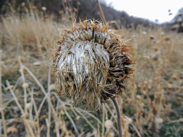 Thistle Misk Otu Nutans Veya Solmuş Viski Onopordum Acanthium Sonbaharda — Stok fotoğraf