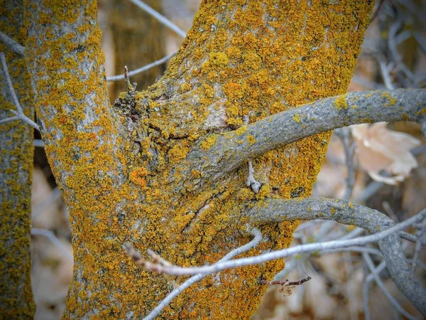 Amarelo Laranja Líquen Casca Árvore Combinação Simbiótica Fungo Com Uma — Fotografia de Stock