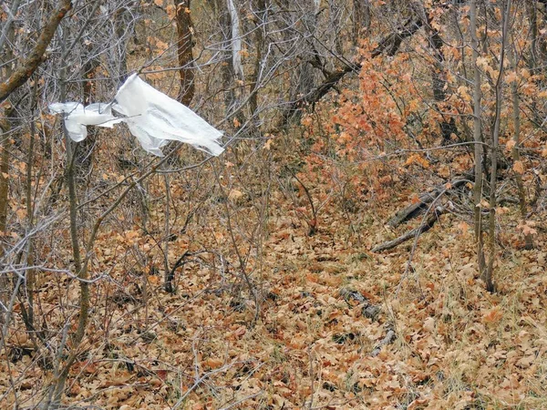 Litter, trash in the forest in late Fall on hiking trails through trees on the Yellow Fork and Rose Canyon Trails in Oquirrh Mountains on the Wasatch Front in Salt Lake County Utah USA.