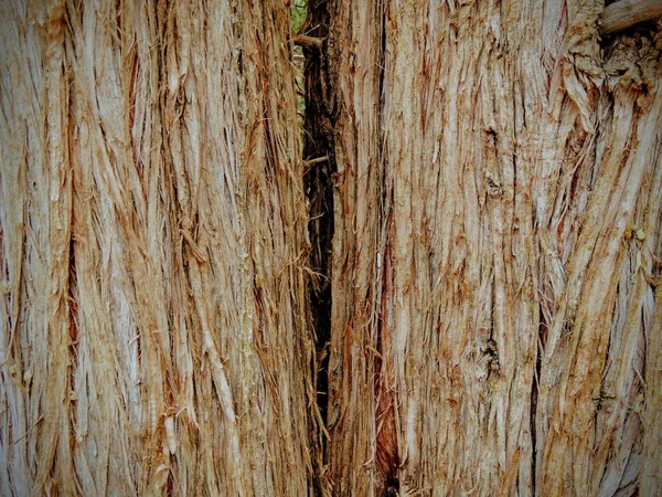 Κοντινό Δέντρο Φλοιός Υφή Φόντου Στα Oquirrh Βουνά Wasatch Μπροστά — Φωτογραφία Αρχείου