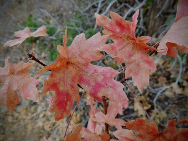 Autumn Maple Eiken Fall Leaves Sluit Omhoog Het Forest Rose — Stockfoto