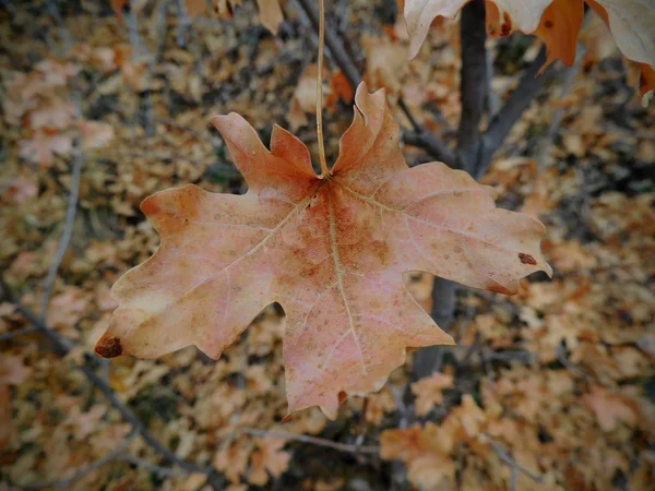 Осенний Мэйпл Оук Фолл Листья Крупным Планом Лесу Желтой Развилке — стоковое фото