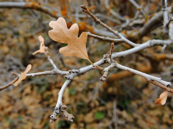 Jesień Klon Dąb Jesienią Liście Close Lesie Szlaku Widelec Rose — Zdjęcie stockowe