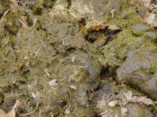 At gübresi yakın çekim için arka plan, sarı çatal ağaçta aracılığıyla kir ata yollar ve Rose Kanyon yollar ABD'de Tuz Gölü ilçe Utah Wasatch cephesinde Oquirrh dağlarda ayrıntılı,. 