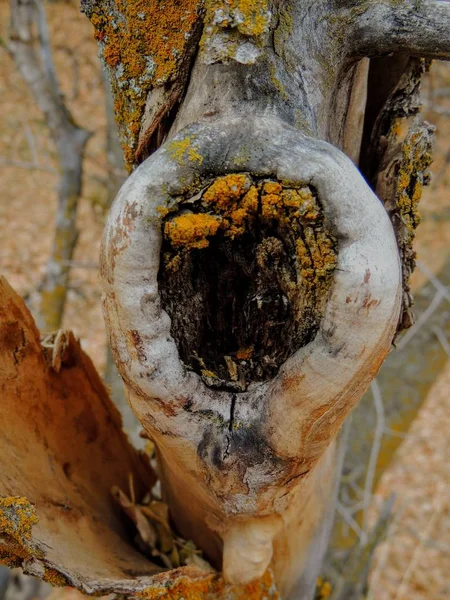 Κίτρινο Και Πορτοκαλί Λειχήνες Φλοιό Δέντρου Συμβιωτική Συνδυασμός Ενός Μύκητα — Φωτογραφία Αρχείου