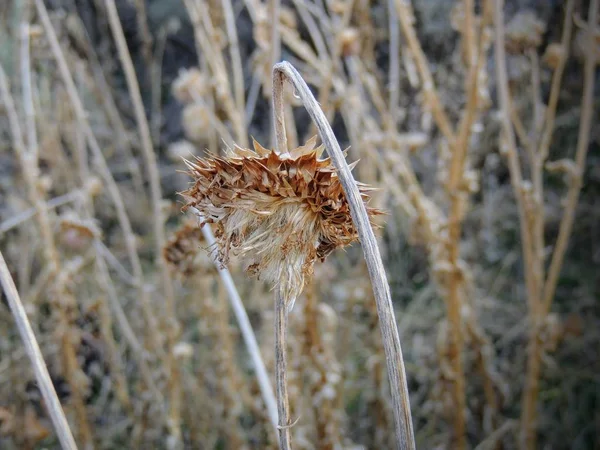 Thistle Misk Otu Nutans Veya Solmuş Viski Onopordum Acanthium Sonbaharda — Stok fotoğraf