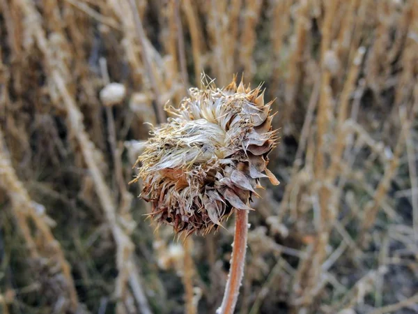 Hierba Cardo Almizcle Carduus Nutans Scotch Onopordum Acanto Otoño Marchita — Foto de Stock