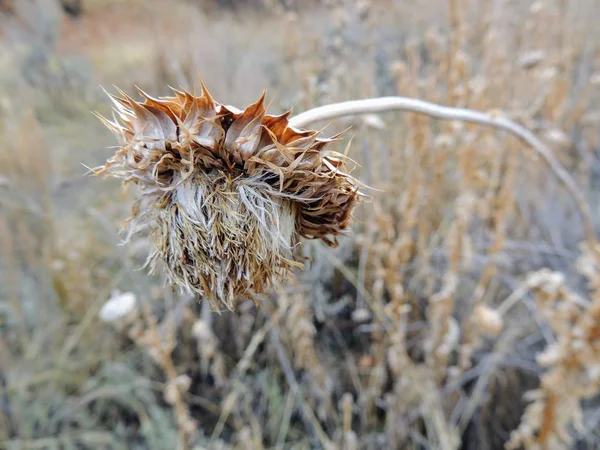 Thistle Misk Otu Nutans Veya Solmuş Viski Onopordum Acanthium Sonbaharda — Stok fotoğraf