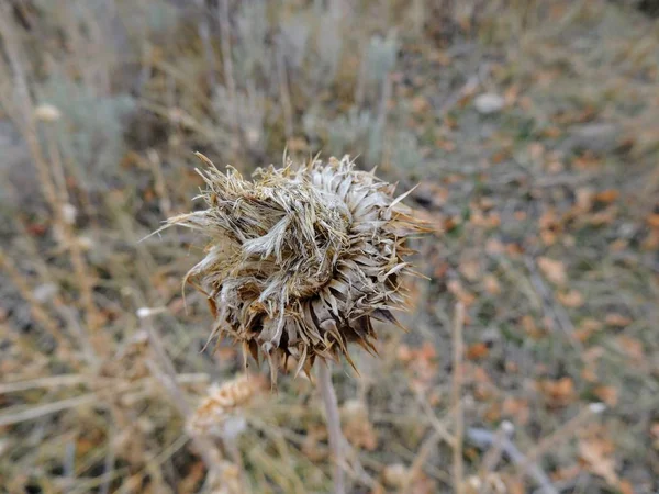 Thistle Weed Musk Carduus Nutans Scotch Onopordum Acanthium Fall Withered — Stock Photo, Image