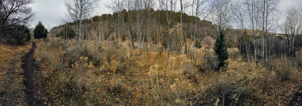 Поздней Осенью Панорамный Лес Видами Пешие Прогулки Езду Велосипеде Конные — стоковое фото