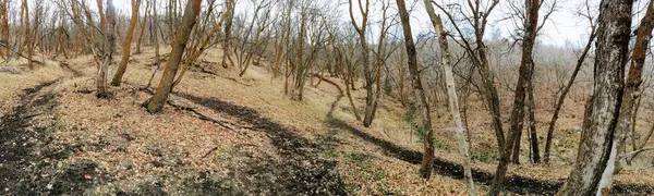 Pozdní Podzim Lesní Panorama Pěší Turistika Cykloturistika Jízda Stezky Lesem — Stock fotografie