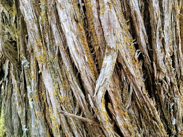 Κοντινό Δέντρο Φλοιός Υφή Φόντου Στα Oquirrh Βουνά Wasatch Μπροστά — Φωτογραφία Αρχείου