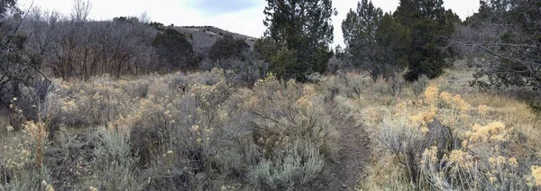 晚秋全景森林景观徒步旅行 骑自行车 骑马小径通过树木在黄叉和玫瑰峡谷小径在奥基勒山脉在盐湖城的瓦萨奇阵线犹他州乌萨 — 图库照片