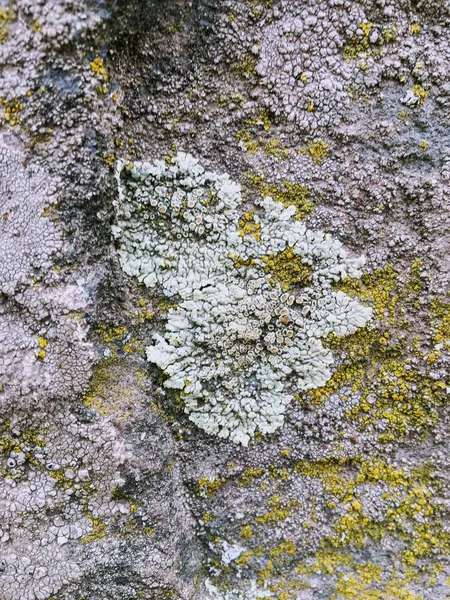 Gray, Green, Black, Lichen on rock, symbiotic combination of a fungus with an algae or bacterium, close up, macro in fall on the Yellow Fork and Rose Canyon Trails in Oquirrh Mountains on the Wasatch Front in Salt Lake County Utah USA.