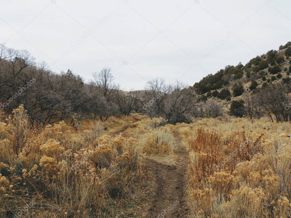 Late Fall panorama forest views hiking, biking, horseback trails through trees on the Yellow Fork and Rose Canyon Trails in Oquirrh Mountains on the Wasatch Front in Salt Lake County Utah USA. 