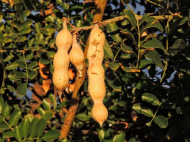 U.S./Mexico Sınır bölgeleri yıkar ve hillside drainages Sonoran Çölü'bulunan birçok odunsu baklagiller biridir çöl Ironwood veya palo fierro (Olneya tesota) olarak bilinen ağacının yakın çekim.