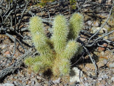 Cholla kaktüs, Cylindropuntia fulgida, aynı zamanda bilinen atlama cholla, atlama asılı cholla, zinciridir cholla kaktüsün anavatanı Sonora ve Güneybatı Amerika Birleşik Devletleri.