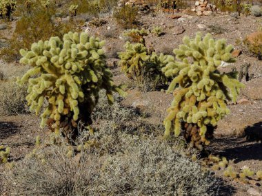 Cholla kaktüs, Cylindropuntia fulgida, aynı zamanda bilinen atlama cholla, atlama asılı cholla, zinciridir cholla kaktüsün anavatanı Sonora ve Güneybatı Amerika Birleşik Devletleri.