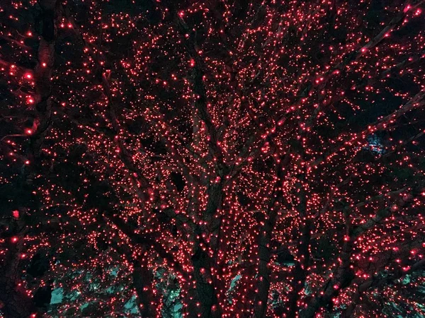 Αφηρημένα Φόντο Κόκκινο Φώτα Χριστουγεννιάτικο Δέντρο Στην Πλατεία Του Ναού — Φωτογραφία Αρχείου
