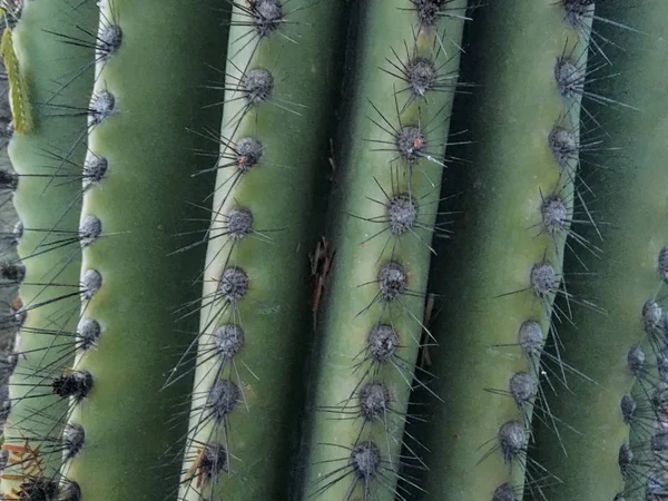 Nahaufnahme Von Dornen Auf Kakteen Der Saguaro Kaktus Carnegia Gigantia — Stockfoto