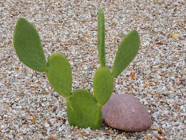 Cactus Pera Espinosa Cerca Que Parecen Orejas Mickey Mouse Desierto — Foto de Stock