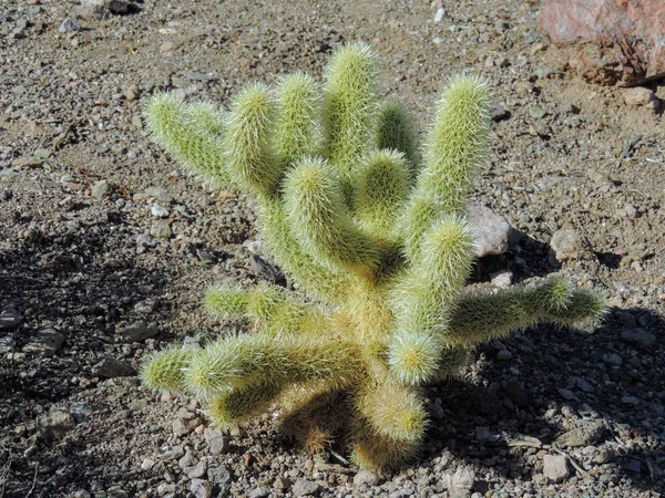 Cholla Jumping Cactus Cylindropuntia Fulgida Cólla Saltadora Também Conhecida Como — Fotografia de Stock