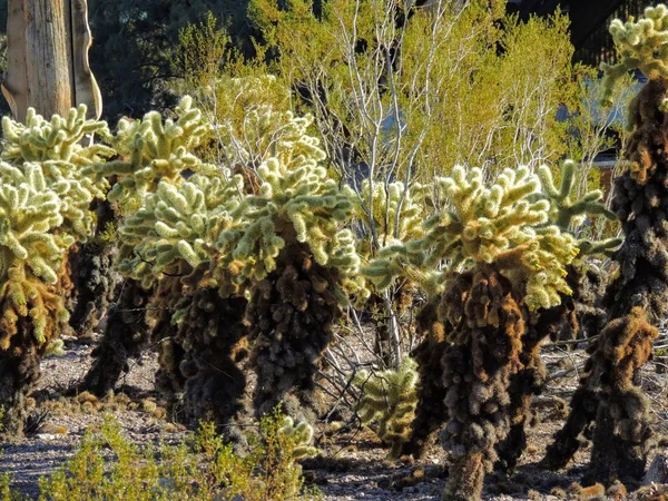 Cholla Jumping Cactus Cylindropuntia Fulgida Cólla Saltadora Também Conhecida Como — Fotografia de Stock