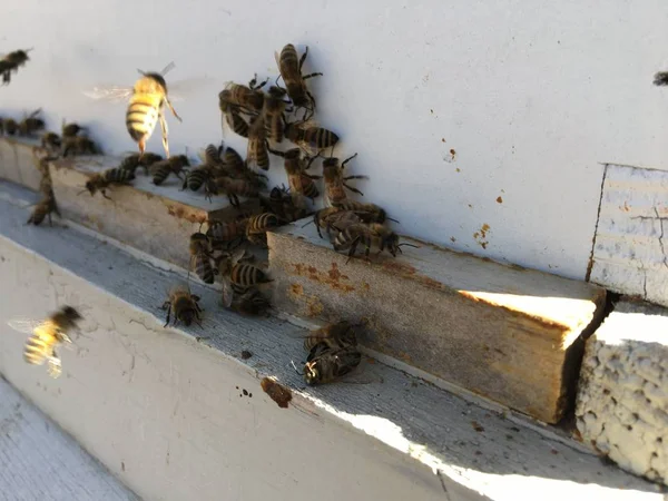 Медоносних Бджіл Передній Вулик Вхід Крупним Планом Бджола Летяча Вулик — стокове фото