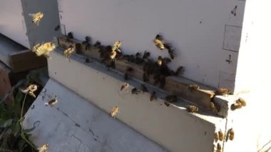 Bal arıları açık kovan girişinde yakın çekim. Arı kovanı için uçan. Bal arı dron kovan girin. Kovan içinde iniş kurullarına uçan arılar çalışma ile bir arı kovanı.