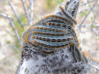 Eggs and Mature larvae, Western Tent caterpillars which are moderately sized caterpillars, or moth larvae, genus Malacosoma, family Lasiocampidae in their silk web tent in Red Cliffs Desert Reserve, National Conservation Area, St George, Utah, USA. clipart