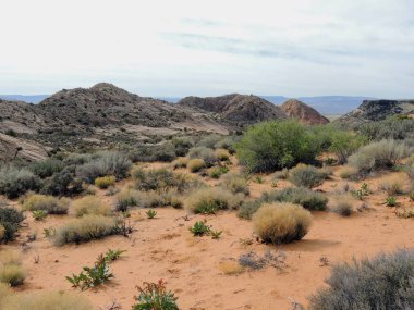 Kumtaşı ve lav rock Dağları ve çöl bitkiler etrafında kırmızı kayalıklarla Ulusal koruma alanı sarı güneybatı Utah, St. George Mojave Çölü çoğu kuzeydoğu ucundaki kuzeyinde bulunan iz hiking Knolls üzerinde.