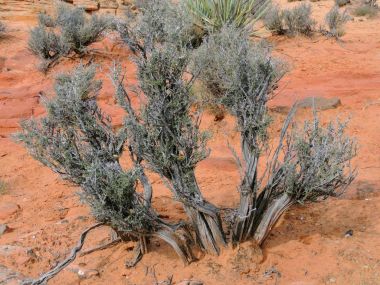 Sagebrush bush çöl bitki, Güney Batı Çölü ABD St George Utah yakınlarında