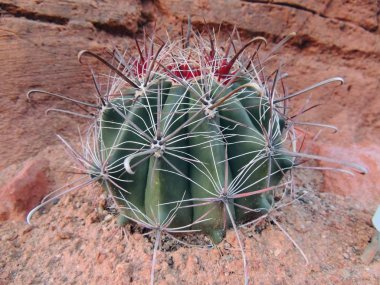 Makro bakış St George Utah Güney Batı Çölü ABD yakınındaki bağladın varil (Ferocactus Wislizeni) kaktüs bitkinin kapatın