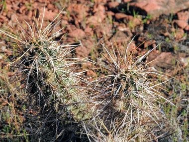 Makro bakış St George Utah Güney Batı Çölü ABD yakınındaki bağladın varil (Ferocactus Wislizeni) kaktüs bitkinin kapatın