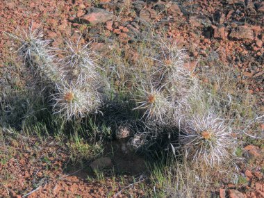 Makro bakış St George Utah Güney Batı Çölü ABD yakınındaki bağladın varil (Ferocactus Wislizeni) kaktüs bitkinin kapatın