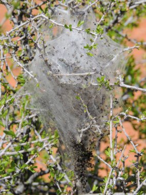 Yumurta ve olgun larva, orta büyüklükteki tırtıllar ya da güve larva, cins Malacosoma, Aile Lasiocampidae içinde onların ipek web çadır kırmızı kayalıklarla çöl rezerv, ulusal koruma alanı, St George, Utah, ABD içinde olan Western çadır tırtıllar.