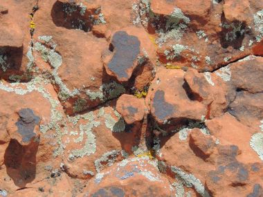 Çok renkli ve türleri Crustose liken veya yosun güneybatı Utah, ABD St. George yakınındaki bir çöl kumtaşı kaya