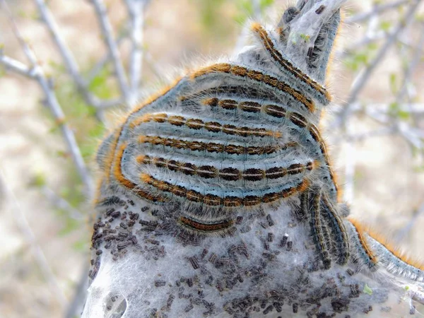 Yumurta Olgun Larva Orta Büyüklükteki Tırtıllar Güve Larva Cins Malacosoma — Stok fotoğraf