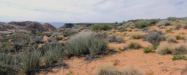 Views Sandstone Lava Rock Mountains Desert Plants Red Cliffs National — Stock Photo, Image
