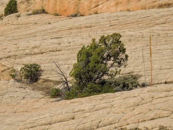 Views of sandstone and lava rock mountains and desert plants around the Red Cliffs National Conservation Area on the Yellow Knolls hiking trail located in southwest Utah, north of St. George at the northeastern-most edge of the Mojave Desert.