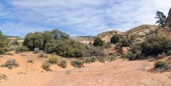 Pískovec Láva Rock Hory Pouštní Rostliny Kolem Červené Útesy Národního — Stock fotografie